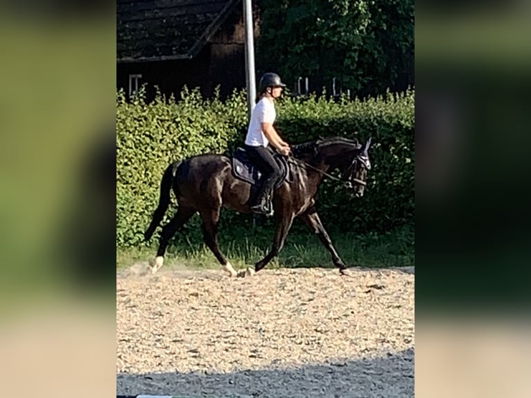 Oldenburger Springpferd Wallach 5 Jahre 162 cm Rappe in Barntrup