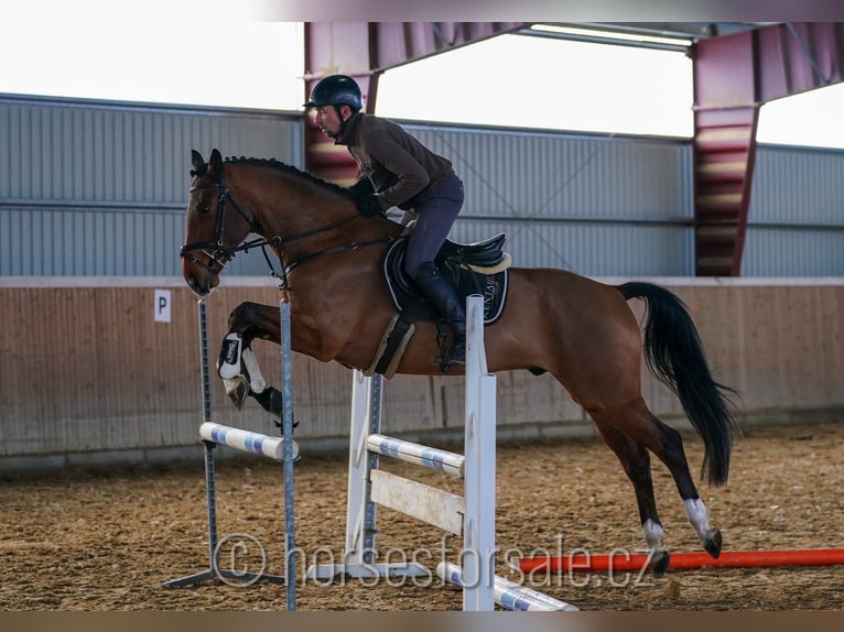 Oldenburger Springpferd Wallach 5 Jahre 163 cm Brauner in Ceske Budejovice