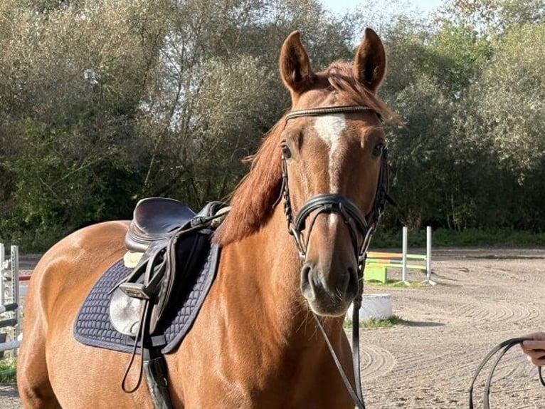 Oldenburger Springpferd Wallach 5 Jahre 163 cm Fuchs in Verden (Aller)
