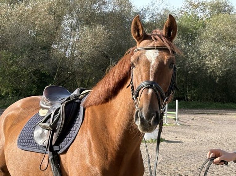 Oldenburger Springpferd Wallach 5 Jahre 163 cm Fuchs in Verden (Aller)