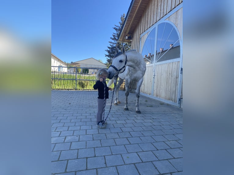 Oldenburger Springpferd Wallach 5 Jahre 163 cm Schimmel in Furth