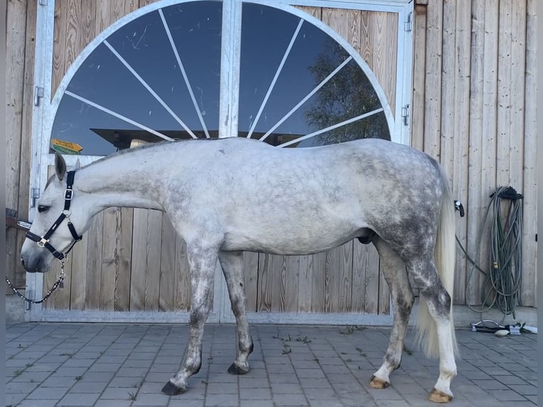 Oldenburger Springpferd Wallach 5 Jahre 163 cm Schimmel in Furth