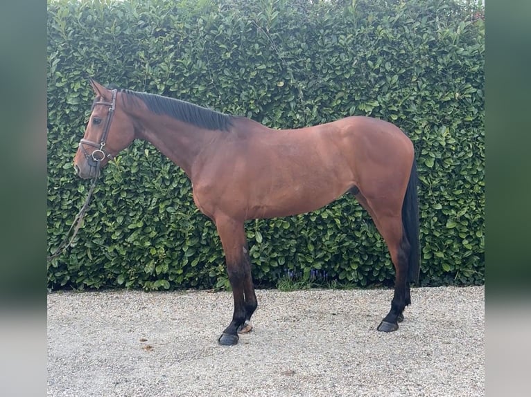 Oldenburger Springpferd Wallach 5 Jahre 164 cm Brauner in Bocholtz