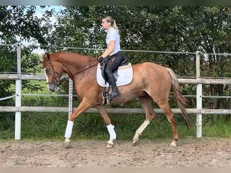 Oldenburger Springpferd Wallach 5 Jahre 164 cm Fuchs in Ochtersum
