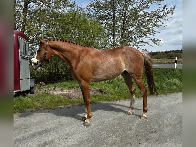 Oldenburger Springpferd Wallach 5 Jahre 164 cm Fuchs in Ochtersum