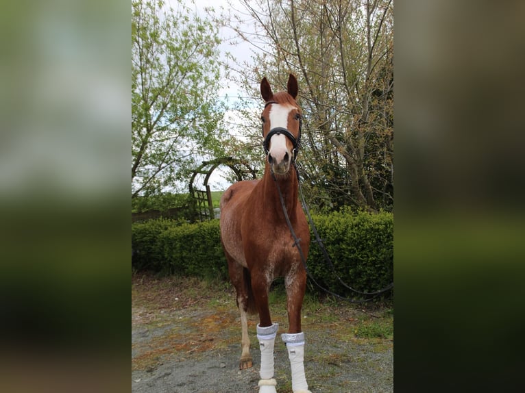 Oldenburger Springpferd Wallach 5 Jahre 164 cm Fuchs in Ochtersum
