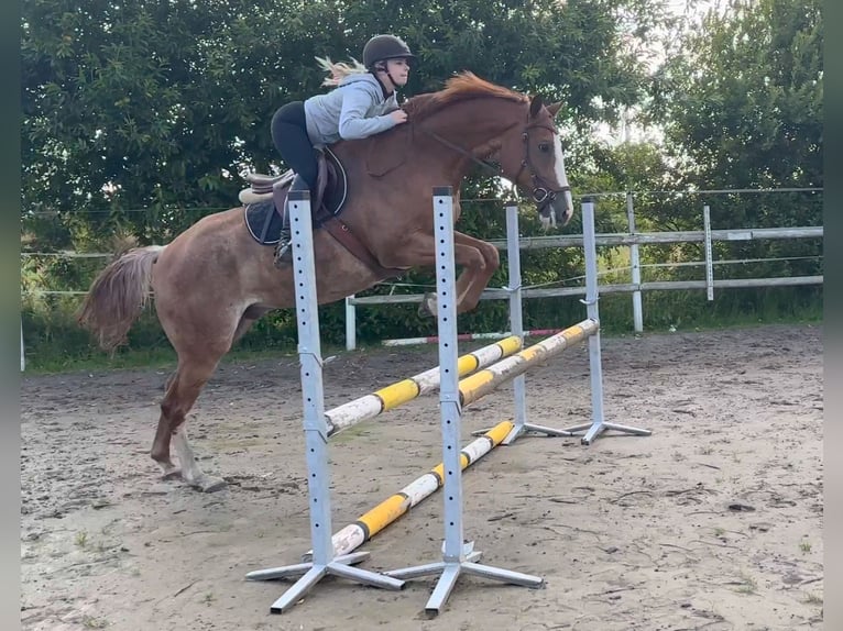 Oldenburger Springpferd Wallach 5 Jahre 164 cm Fuchs in Ochtersum
