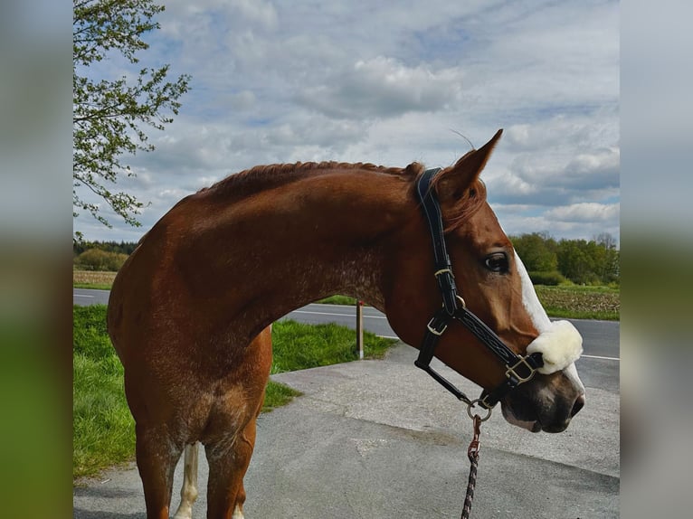 Oldenburger Springpferd Wallach 5 Jahre 164 cm Fuchs in Ochtersum