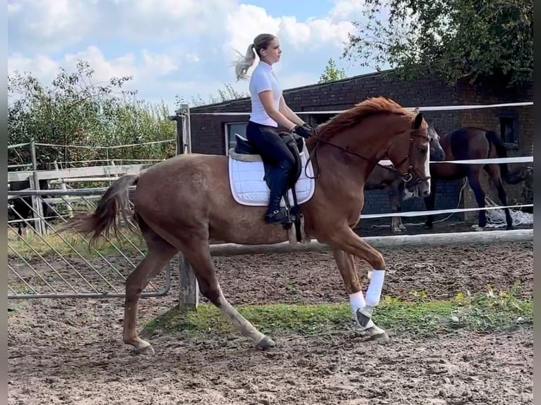 Oldenburger Springpferd Wallach 5 Jahre 164 cm Fuchs in Ochtersum