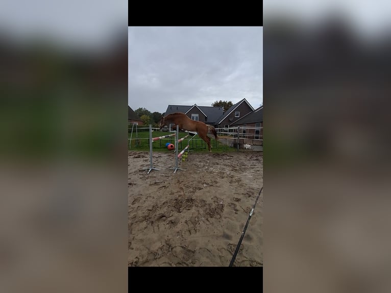 Oldenburger Springpferd Wallach 5 Jahre 164 cm Rabicano in Aurich