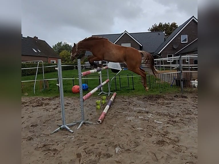 Oldenburger Springpferd Wallach 5 Jahre 164 cm Rabicano in Aurich