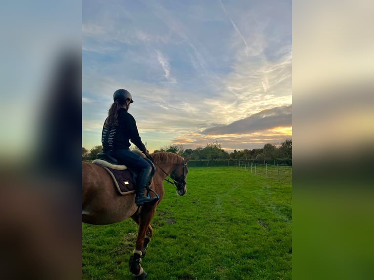 Oldenburger Springpferd Wallach 5 Jahre 164 cm Rabicano in Aurich