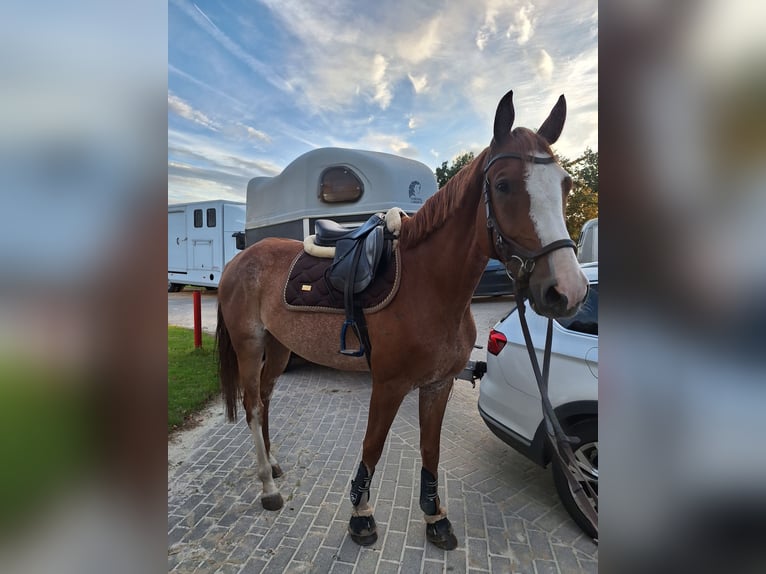 Oldenburger Springpferd Wallach 5 Jahre 164 cm Rabicano in Aurich