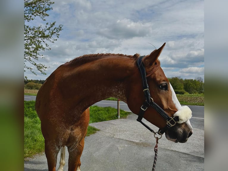 Oldenburger Springpferd Wallach 5 Jahre 164 cm Rabicano in Aurich