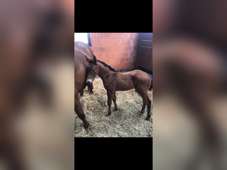 Oldenburger Springpferd Wallach 5 Jahre 165 cm Brauner in Lilienthal