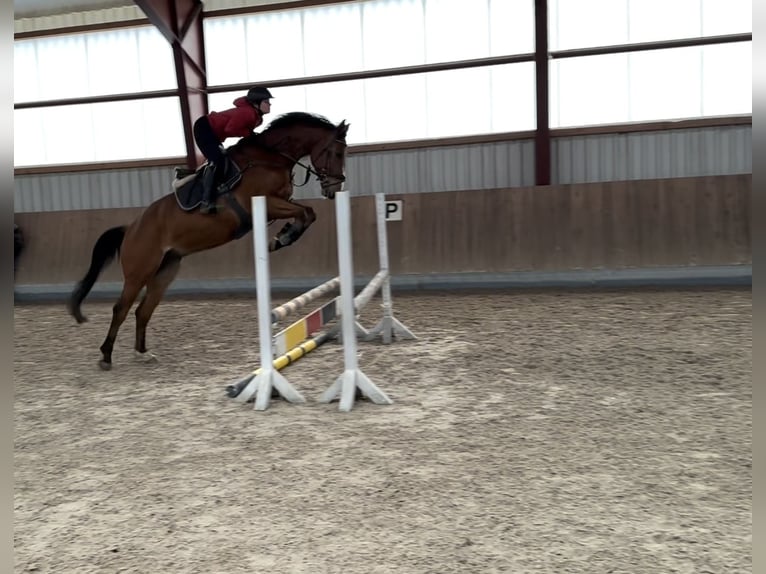 Oldenburger Springpferd Wallach 5 Jahre 165 cm Brauner in BergBerg