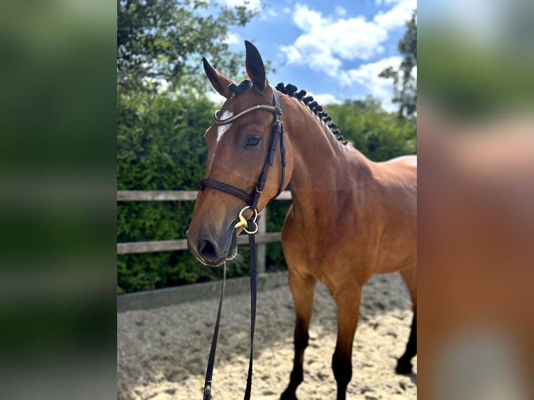 Oldenburger Springpferd Wallach 5 Jahre 165 cm Brauner in Lohne (Oldenburg)