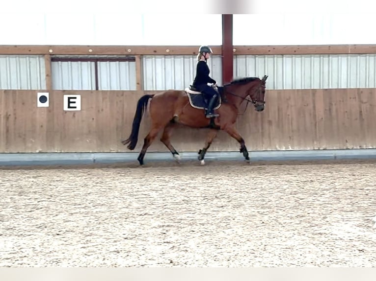 Oldenburger Springpferd Wallach 5 Jahre 165 cm Brauner in Berg