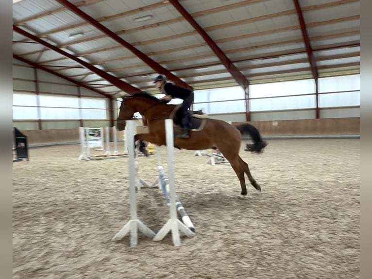 Oldenburger Springpferd Wallach 5 Jahre 165 cm Brauner in Berg