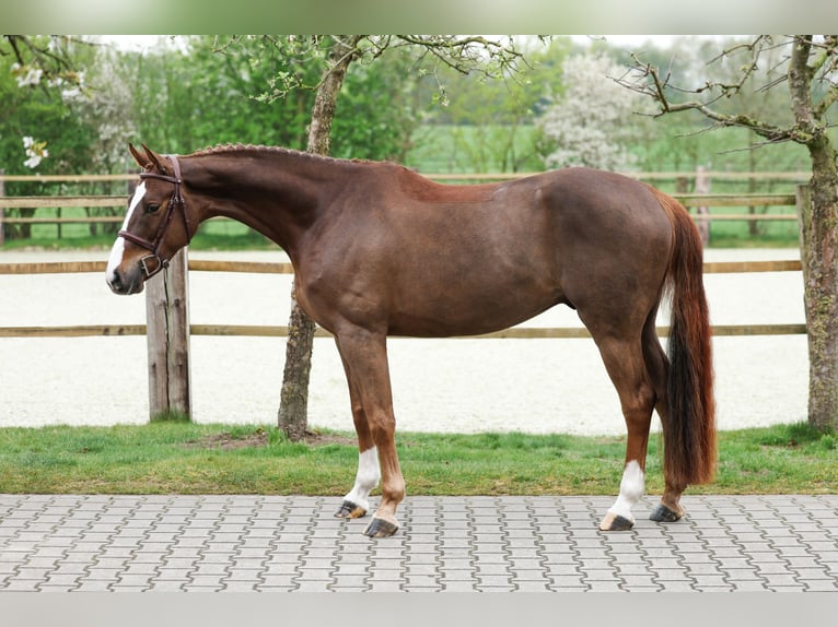 Oldenburger Springpferd Wallach 5 Jahre 165 cm Fuchs in Lastrup