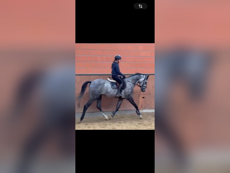 Oldenburger Springpferd Wallach 5 Jahre 165 cm Schimmel in Lilienthal