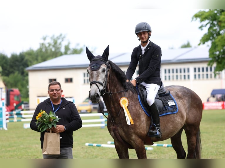 Oldenburger Springpferd Wallach 5 Jahre 166 cm Apfelschimmel in Zwickau