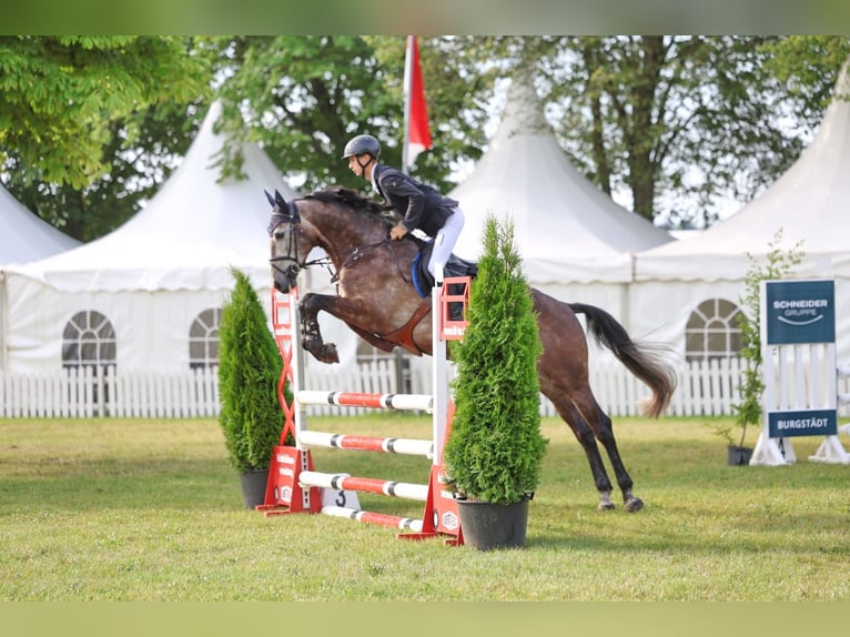 Oldenburger Springpferd Wallach 5 Jahre 166 cm Apfelschimmel in Zwickau