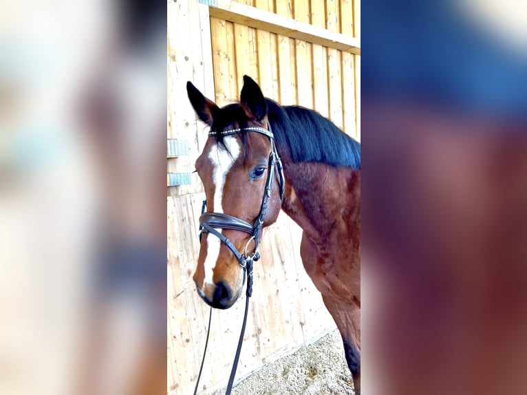 Oldenburger Springpferd Wallach 5 Jahre 166 cm Brauner in Meinerzhagen