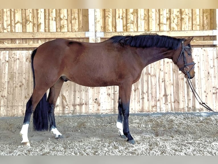 Oldenburger Springpferd Wallach 5 Jahre 166 cm Brauner in Meinerzhagen