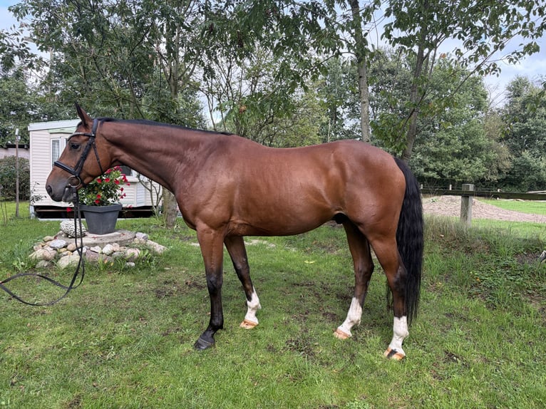 Oldenburger Springpferd Wallach 5 Jahre 166 cm Brauner in Silberstedt