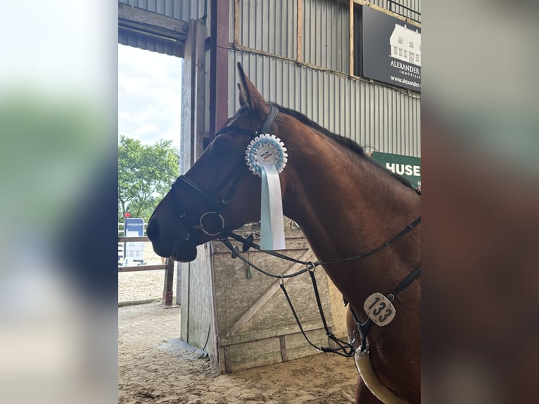 Oldenburger Springpferd Wallach 5 Jahre 166 cm Brauner in Silberstedt