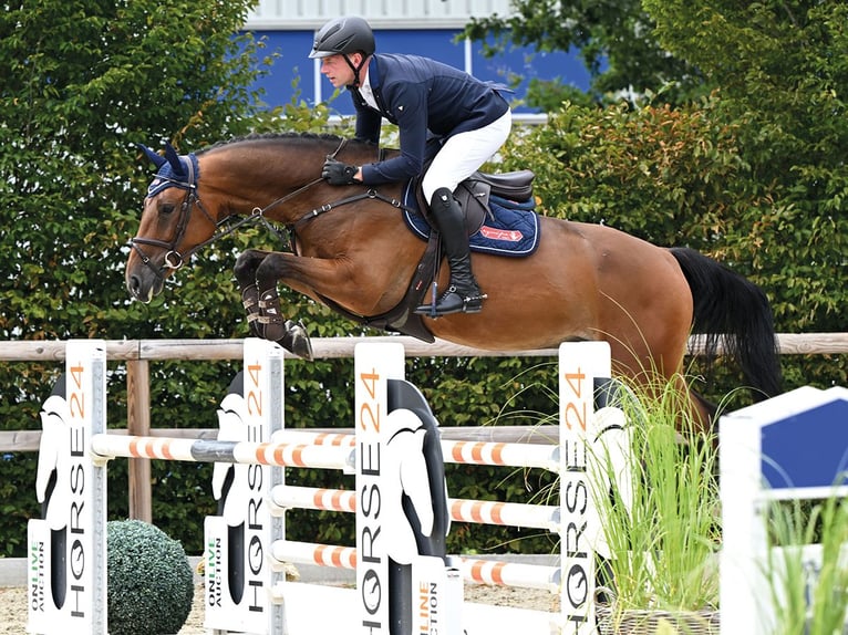 Oldenburger Springpferd Wallach 5 Jahre 166 cm Brauner in Vechta
