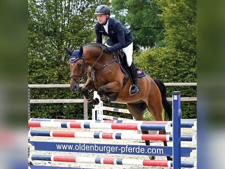 Oldenburger Springpferd Wallach 5 Jahre 166 cm Brauner in Vechta