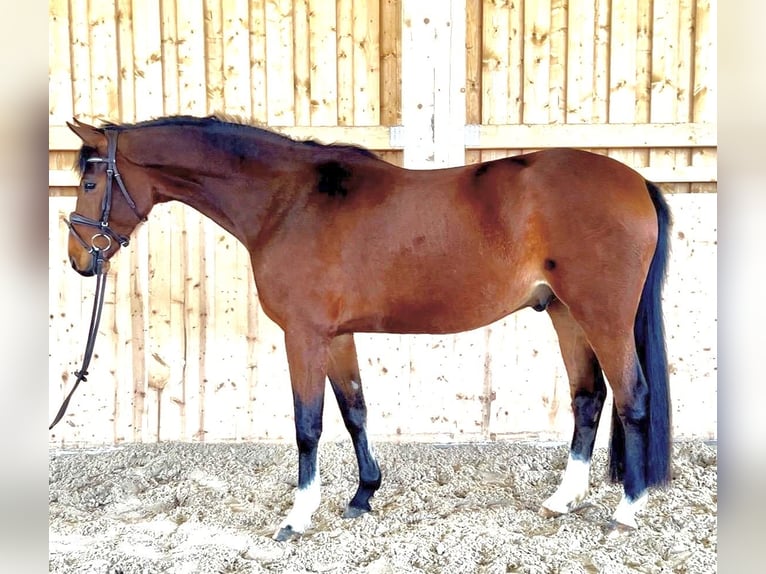 Oldenburger Springpferd Wallach 5 Jahre 166 cm Brauner in Meinerzhagen