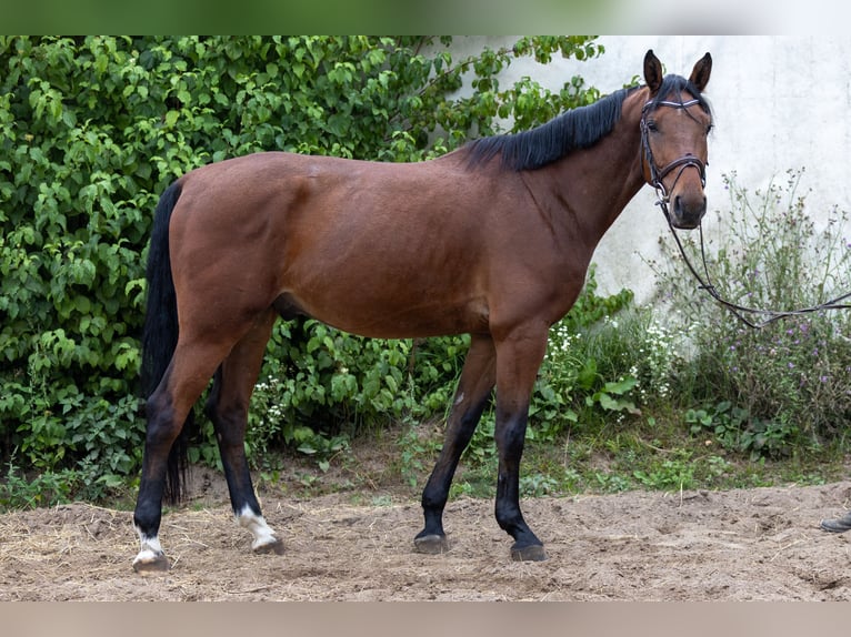 Oldenburger Springpferd Wallach 5 Jahre 166 cm Brauner in Modautal
