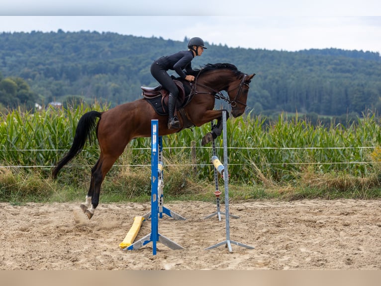Oldenburger Springpferd Wallach 5 Jahre 166 cm Brauner in Modautal