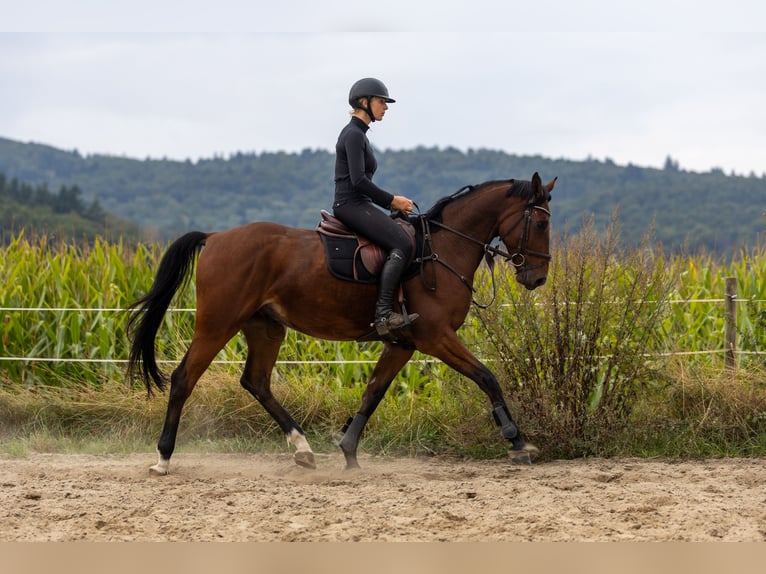 Oldenburger Springpferd Wallach 5 Jahre 166 cm Brauner in Modautal