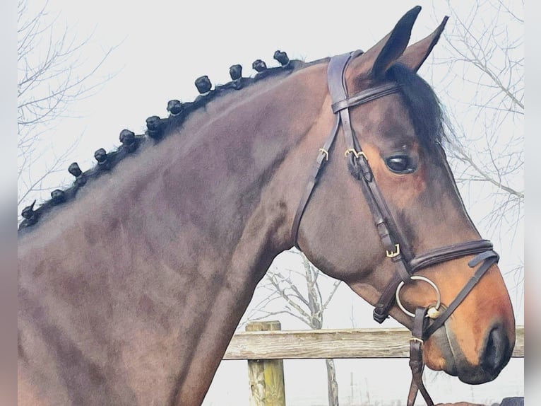 Oldenburger Springpferd Wallach 5 Jahre 166 cm Dunkelbrauner in Bad Dürrheim