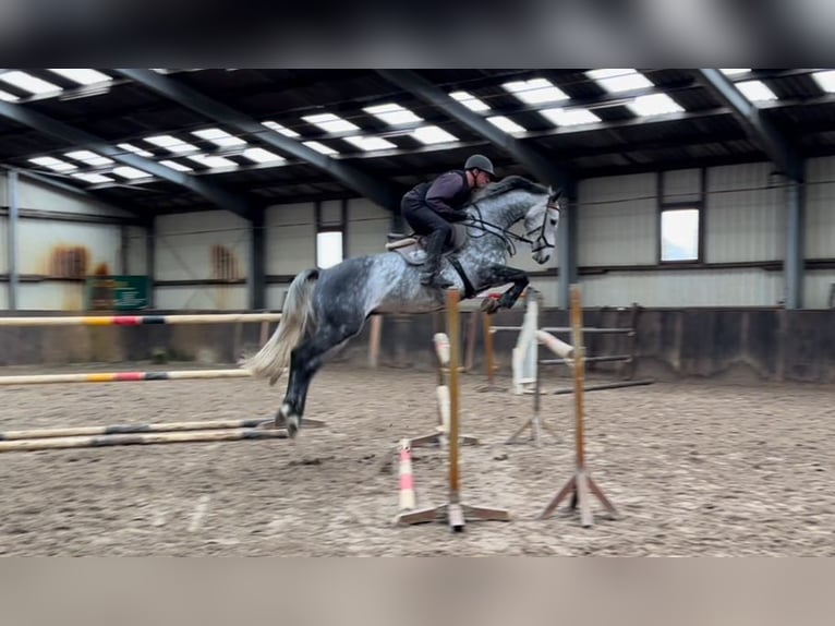 Oldenburger Springpferd Wallach 5 Jahre 166 cm Schimmel in L&#xFC;btheenGarlitz