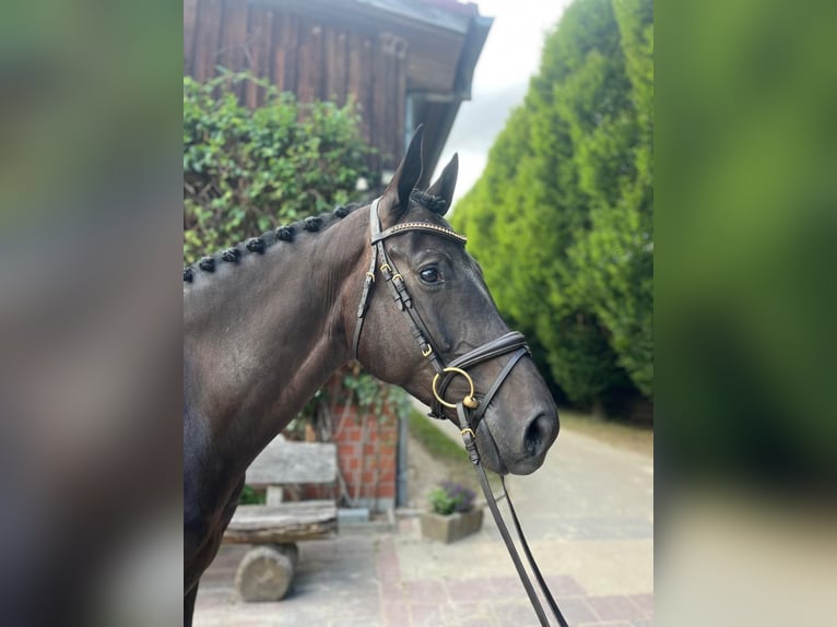 Oldenburger Springpferd Wallach 5 Jahre 166 cm Schwarzbrauner in Verden (Aller)