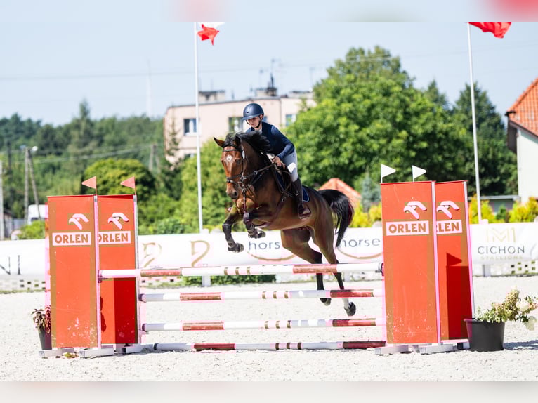 Oldenburger Springpferd Wallach 5 Jahre 167 cm Brauner in Chojnów