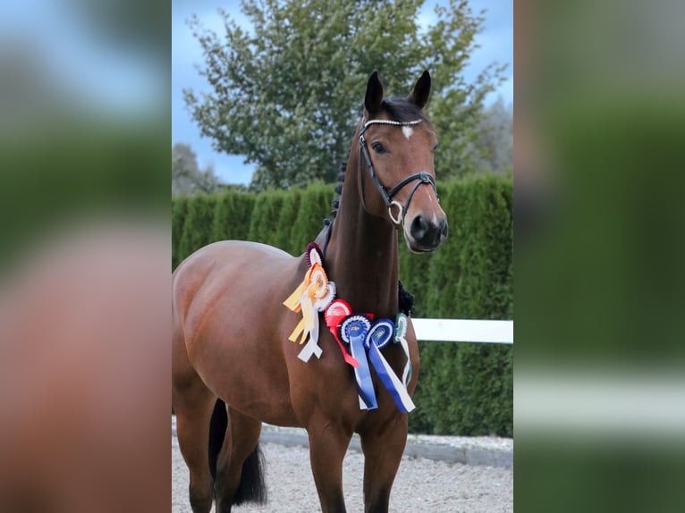 Oldenburger Springpferd Wallach 5 Jahre 167 cm Brauner in Schwäbisch Hall