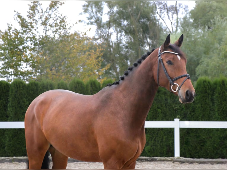 Oldenburger Springpferd Wallach 5 Jahre 167 cm Brauner in Schwäbisch Hall