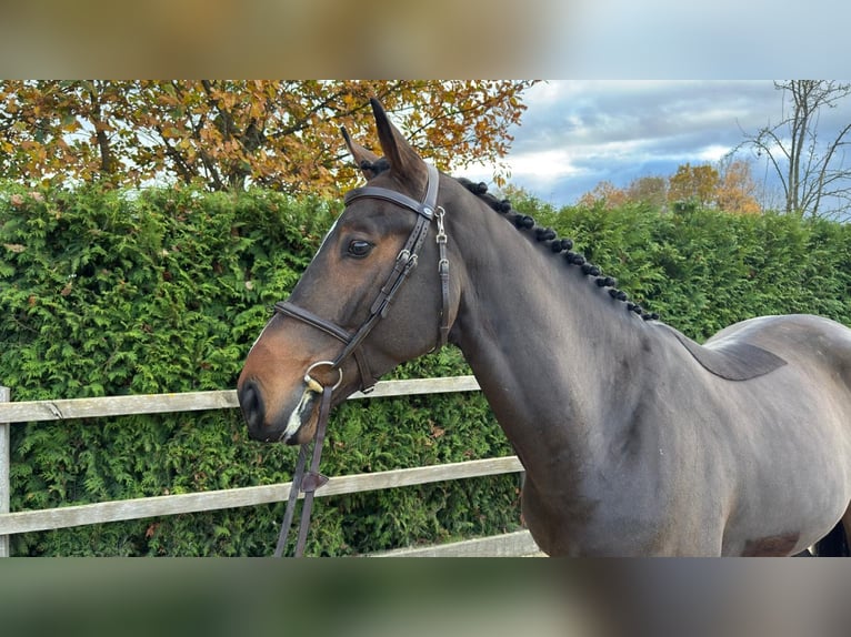 Oldenburger Springpferd Wallach 5 Jahre 167 cm Brauner in Lindern (Oldenburg)