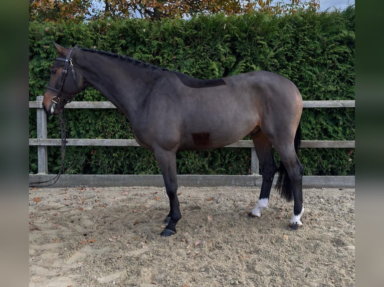 Oldenburger Springpferd Wallach 5 Jahre 167 cm Brauner in Lindern (Oldenburg)