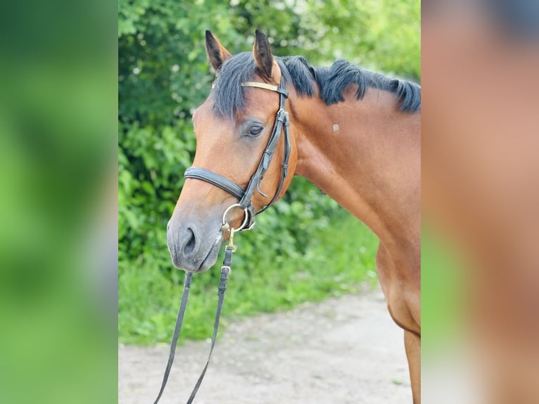 Oldenburger Springpferd Wallach 5 Jahre 167 cm Brauner in JessenitzGarlitz
