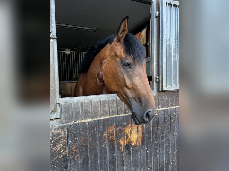 Oldenburger Springpferd Wallach 5 Jahre 168 cm Brauner in Ludwigsburg