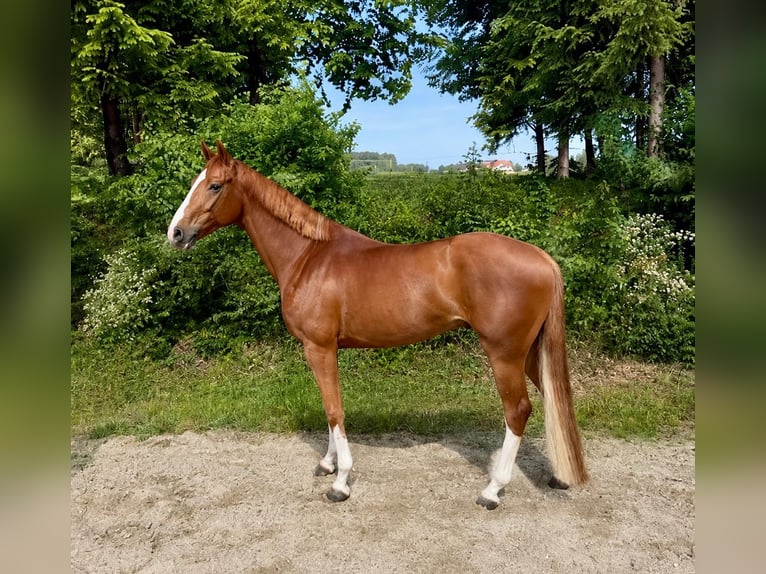 Oldenburger Springpferd Wallach 5 Jahre 168 cm Brauner in Boulogne-Billancourt
