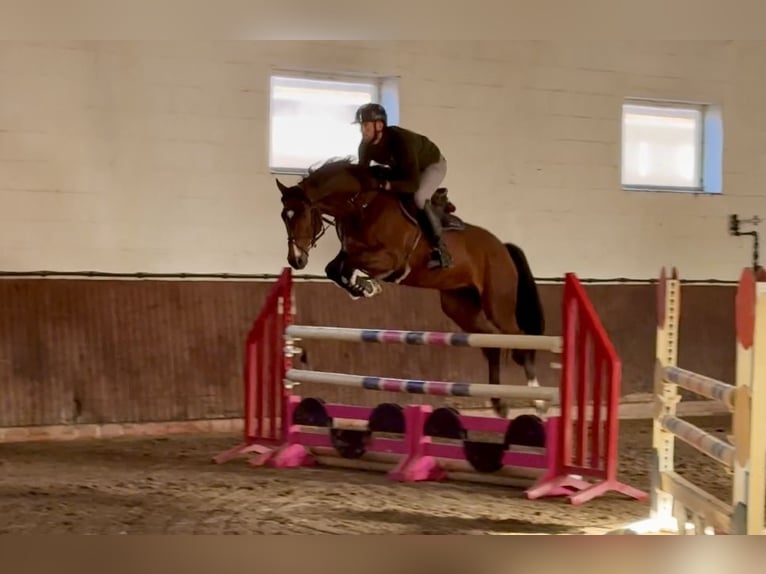 Oldenburger Springpferd Wallach 5 Jahre 168 cm Brauner in Lohne (Oldenburg)