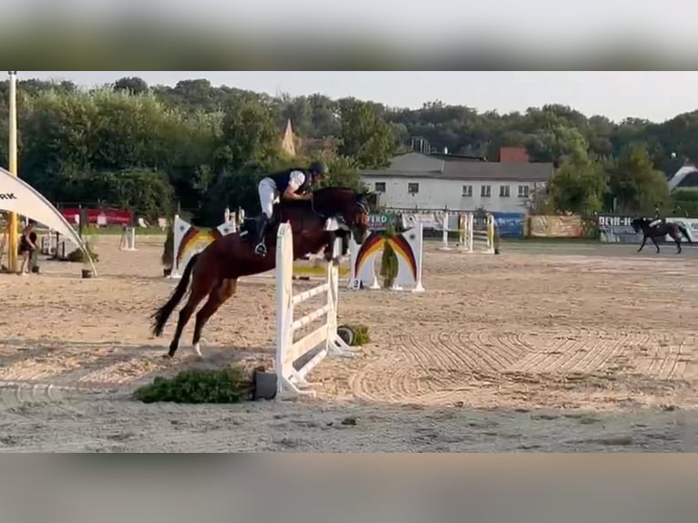 Oldenburger Springpferd Wallach 5 Jahre 168 cm Brauner in Hettstedt